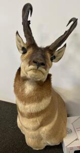 Pronghorn Antelope Shoulder Taxidermy Mount - Approx. 10" Horns - Upright Alert Pose