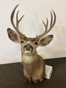 Mule Deer Shoulder Taxidermy Mount &ndash; 9-Point Tall Antlers, Approx. 20" Spread