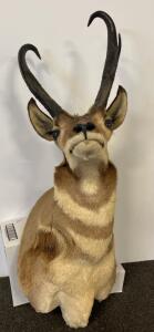 Pronghorn Antelope Shoulder Mount, approx. 14&rdquo; Horns, Glass Eyes, 36" x 19" x 18"