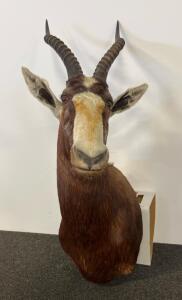 Blesbok Taxidermy Shoulder Mount, Real Horns, ~15" Horns, Classic White Blaze