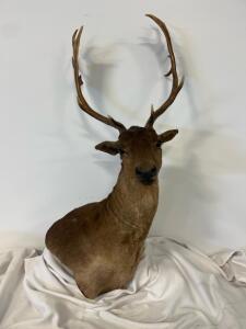 Fallow Taxidermy Shoulder Mount, 8x8 Antlers, 48" Height, 33" Width, Excellent Condition