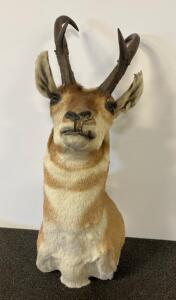 Pronghorn Antelope Shoulder Mount, 13" Horns, Male Buck, Repair/Restoration Needed