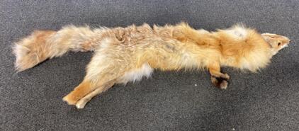 Red Fox Full Pelt, Tanned Hide With Head, Legs, And Tail - Approx. 45" Long