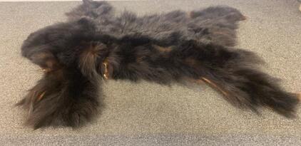 Large Black Bear Tanned Hide Fur Rug, 53&rdquo;x46&rdquo;, Black With Brown Highlights