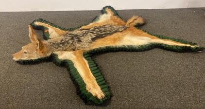 Black-backed Jackal Taxidermy Rug Mount With Head, Green/Black Felt Border, 47&ndash;51" Long