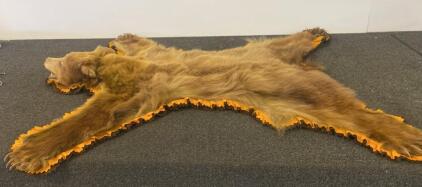 Large Brown Bear Taxidermy Rug With Full Head, Claws, And Two-Tone Felt Border 5&rsquo; x4&rsquo;