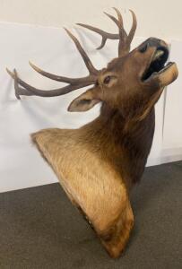 Bull Elk Shoulder Mount Taxidermy, 6x6 Antlers, Bugling Pose, 36" Antler Spread, Wall Hanger