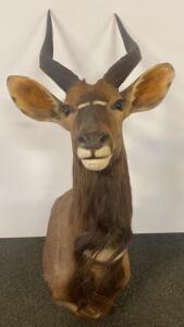 Nyala Male Taxidermy Shoulder Mount - Spiral Horns, Southern African Species, 9217 LHE Tag