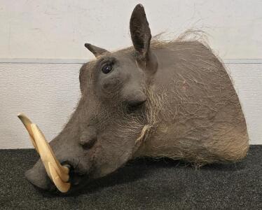 African Warthog Shoulder Taxidermy Mount, Large Tusks, Marked 2017, Wall Display Ready