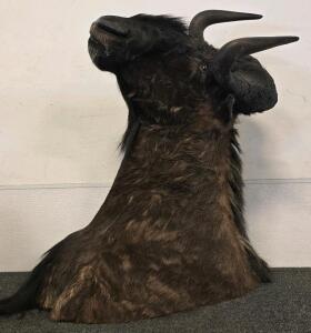 Black Wildebeest Shoulder Mount Taxidermy | Large Curved Horns | Wall Hanging Bracket Included