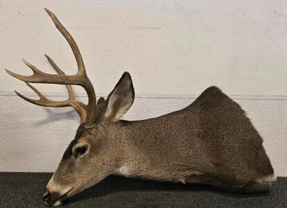 Whitetail Deer Shoulder Mount, 3x3 Point Antlers, Taxidermy, Symmetrical Rack