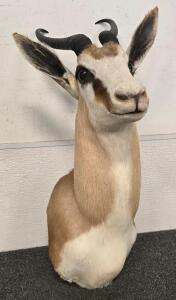 African Springbok Shoulder Mount Taxidermy, Male, Horns ~26", Fron Lowest To Highest Points Wall Display