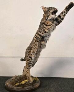 Bobcat Taxidermy Mount &ndash; Upright Leaping Pose, Wood Habitat Base, 38" Tall, Approx Width Is 36in From Base To Font Paw