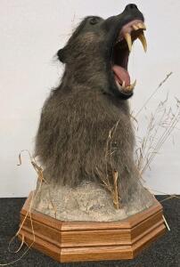 Baboon Shoulder Taxidermy Mount, Aggressive Open Mouth Pose, Octagonal Base, 22"x15"x15"