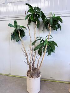 Tall Artificial Faux Dracaena Indoor Plant, 6.5 Ft, Large Decorative Pot, 4 Trunks