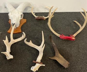 Ram Skull with Mounted Plaque and Assorted Deer Elk Antlers Collection &ndash; Vintage Taxidermy Lot