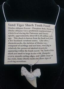 (1) Sand Tiger Shark Tooth Fossil Necklace