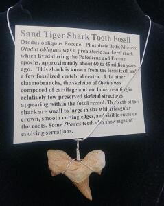 (1) Sand Tiger Shark Tooth Fossil Necklace