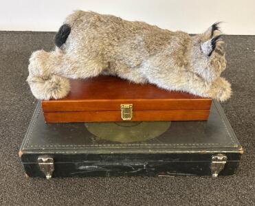 Canada Lynx Full-Body Taxidermy Mount with Gun Cleaning Kit