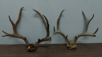 (2) Antler Racks