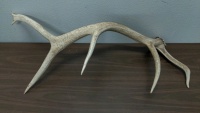 Large Antler