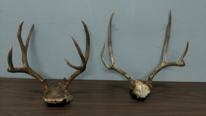 (2) Antler Sets