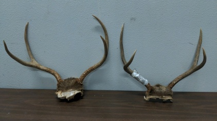 (2) Antler Sets