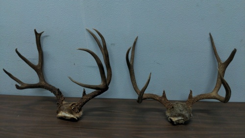 (2) Antler Racks