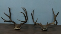 (2) Antler Racks