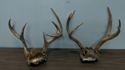 (2) Antler Sets