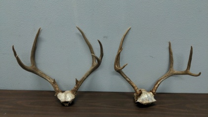 (2) Antler Sets