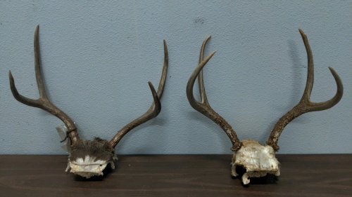 (2) Antler Racks