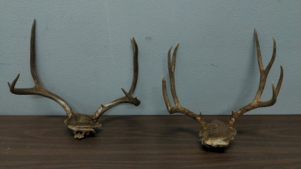 (2) Antler Sets