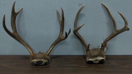 (2) Antler Rack