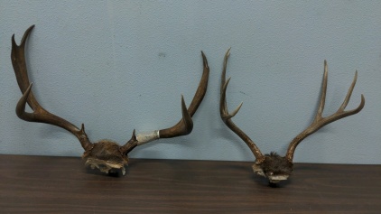 (2) Antler Racks