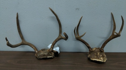 (2) Antler Sets