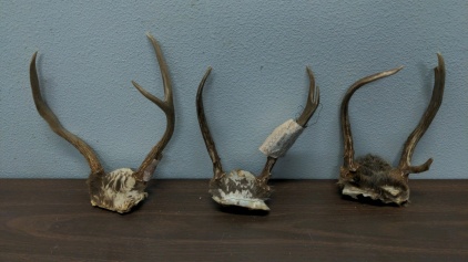 (3) Antler Sets