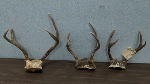 (3) Antler Racks