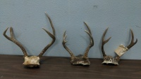 (3) Antler Racks