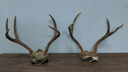 (2) Antler Sets