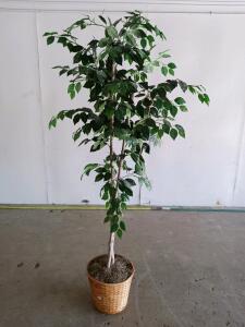 6 Foot Artificial Ficus Tree in Woven Basket Planter &ndash; Natural Wood Trunk
