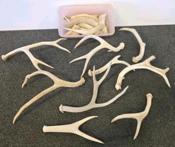 Mixed Lot of Deer Antlers &ndash; Whole and Cut Pieces, Approx. 19pcs, Natural Craft & Chew Grade