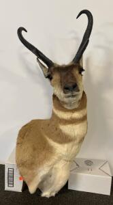 Pronghorn Antelope Shoulder Mount, Upright Buck, 12" Horns, Classic Taxidermy