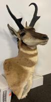 Pronghorn Antelope Shoulder Mount, Upright Buck, 12" Horns, Classic Taxidermy - 3