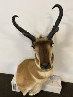 Pronghorn Antelope Shoulder Mount, Upright Buck, 12" Horns, Classic Taxidermy - 4