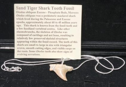 (1) Sand Tiger Shark Tooth Fossil Necklace