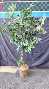 6 ft Artificial Ficus Tree with String Lights in Wicker Basket