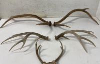 Deer & Elk Horns