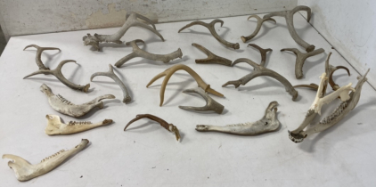Deer Horns & Jaw Bones