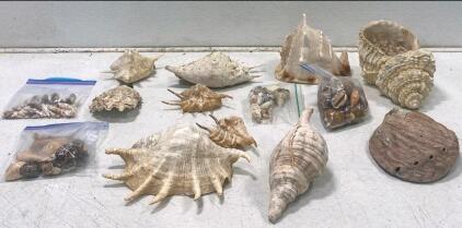 Assorted Seashell Collection &ndash; Conch, Abalone, Murex, Cowrie &ndash; Approx. 2.2 lbs